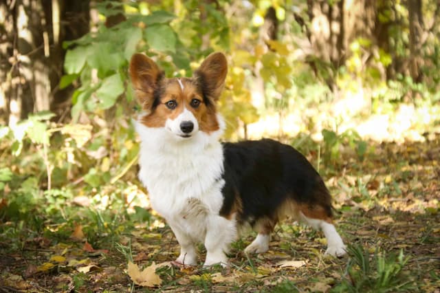 Pembroke Welsh Corgi Puppies media 5