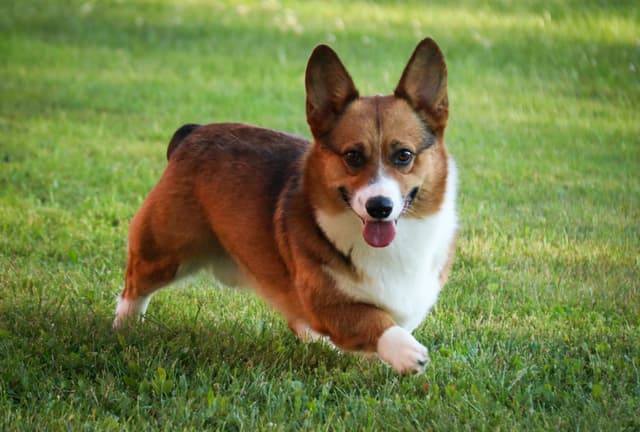 Pembroke Welsh Corgi Puppies media 6