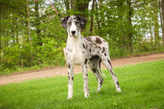 Great Dane Puppies media 3