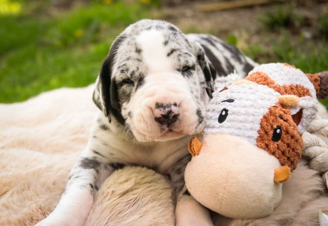 Great Dane Puppies media 4
