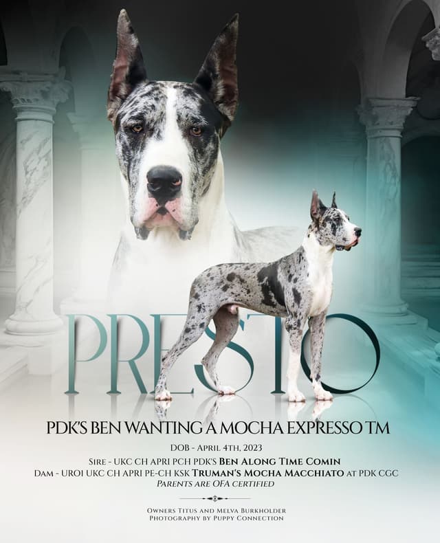 Great Dane Puppies media 5