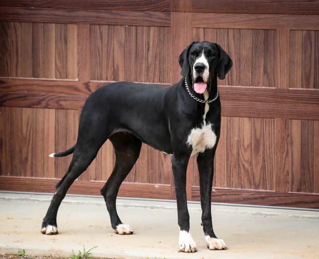 Great Dane Puppies media 5