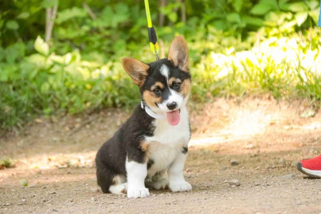 Pembroke Welsh Corgi Puppies media 4