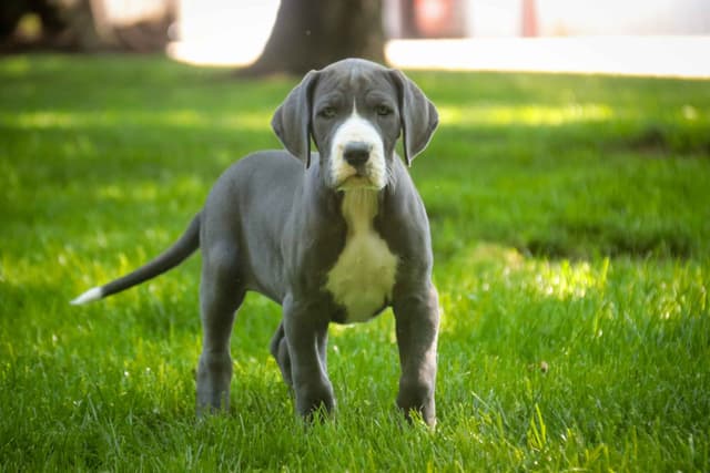 Great Dane Puppies media 4