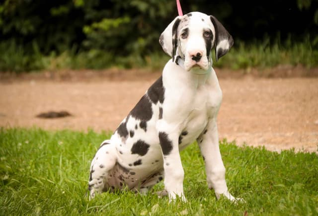 Great Dane Puppies media 3