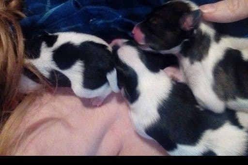 Papillon Puppies breeder image 1