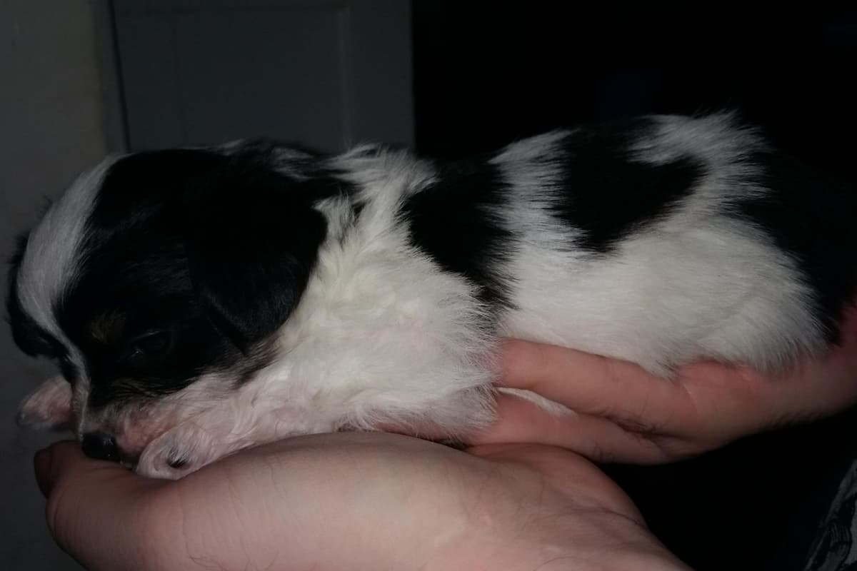 Papillon Puppies breeder image 7