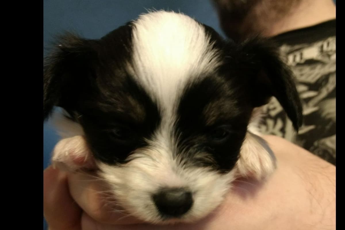 Papillon Puppies breeder image 4