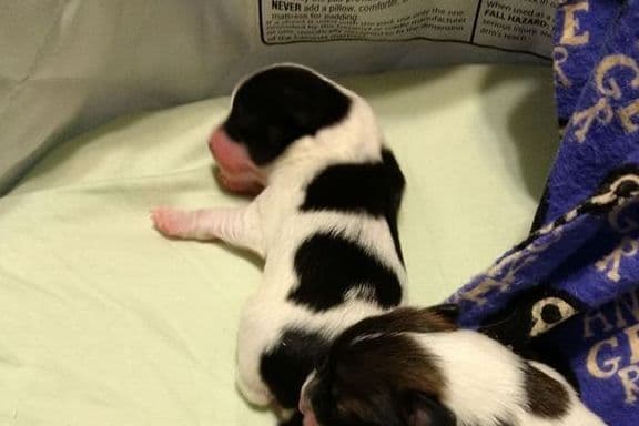 Papillon Puppies breeder image 3