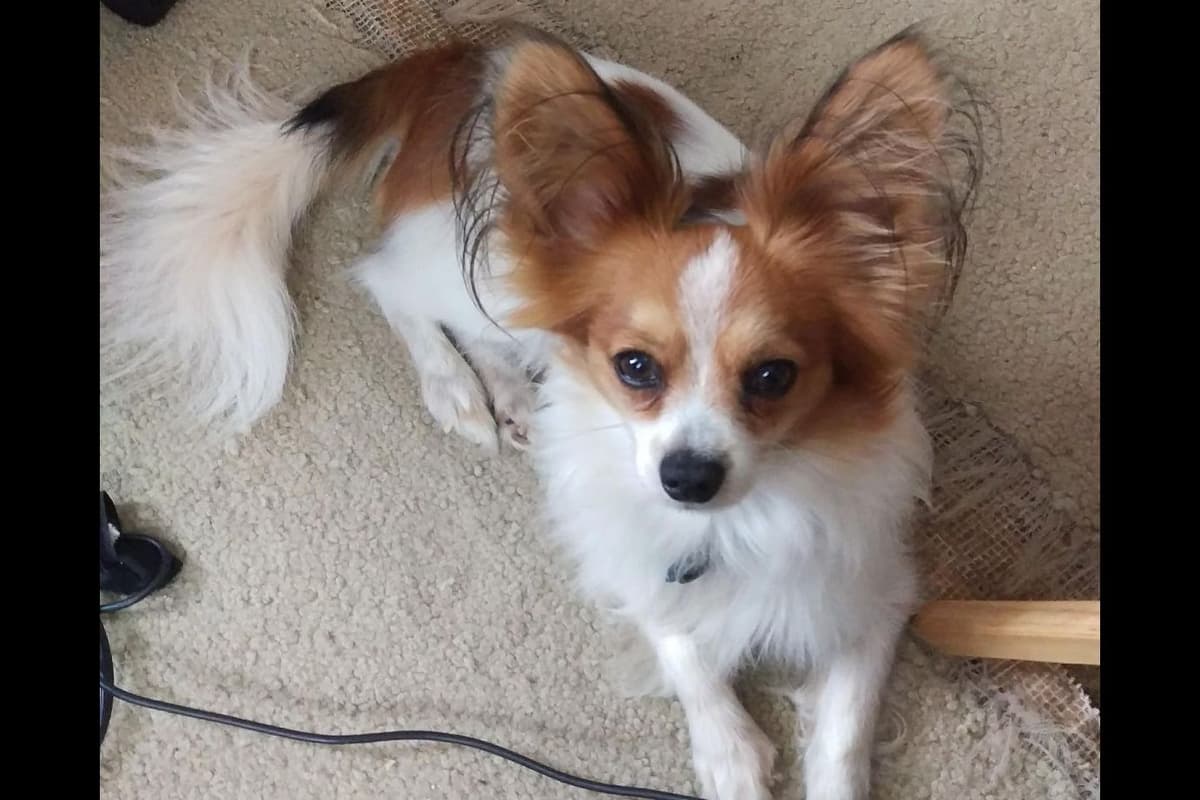 Papillon Puppies breeder image 2