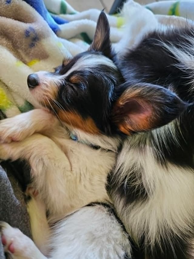 Papillon Puppies media 2
