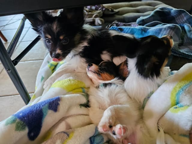 Papillon Puppies media 3