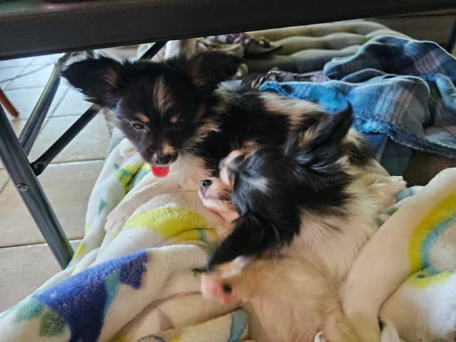Papillon Puppies media 4