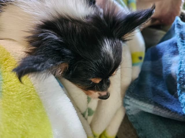 Papillon Puppies media 5