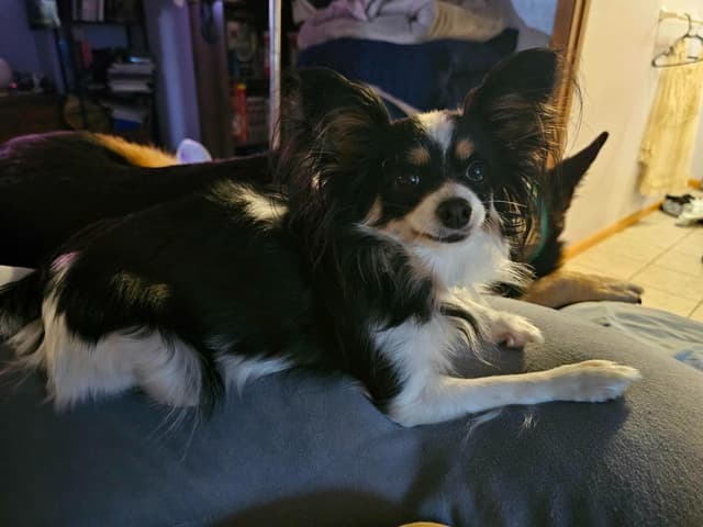 Papillon Puppies media 6
