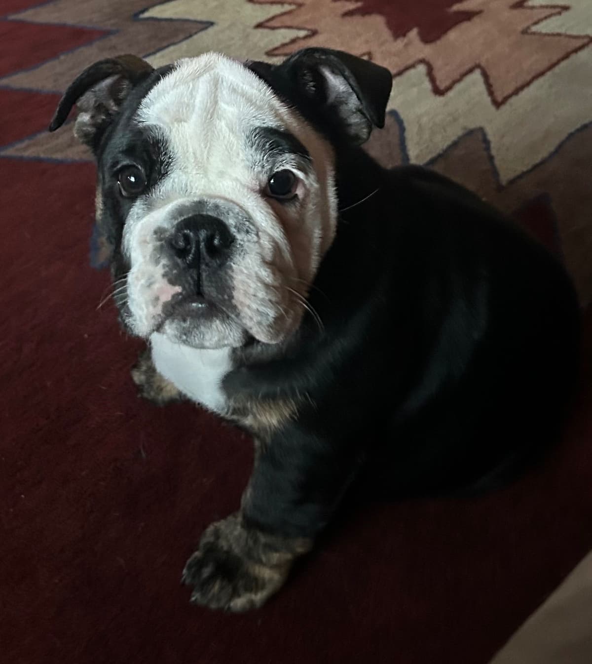 Skiatook English bulldogs breeder image 3