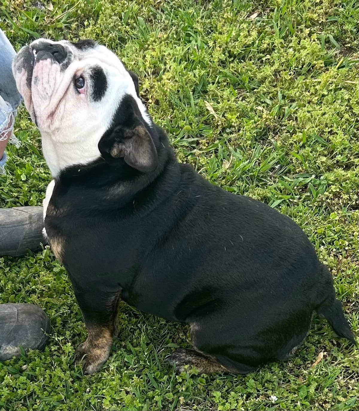 Skiatook English bulldogs breeder image 4