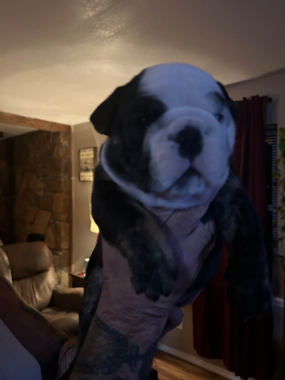 Skiatook English bulldogs breeder image 7