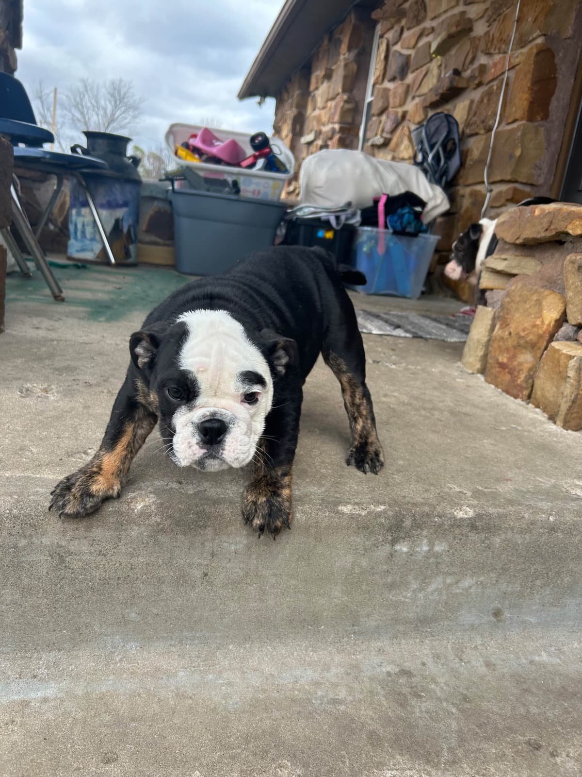Skiatook English bulldogs breeder image 8