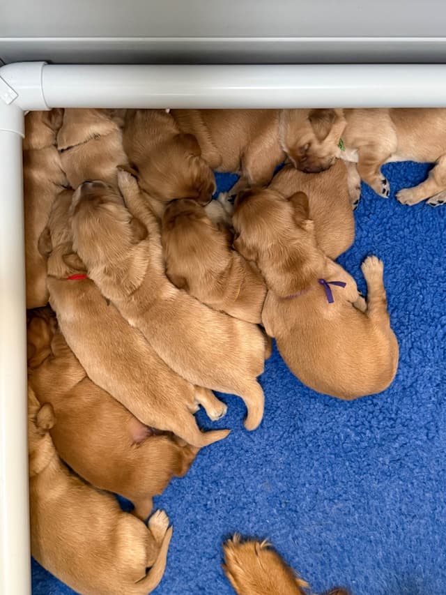 Golden Retriever Puppies media 3