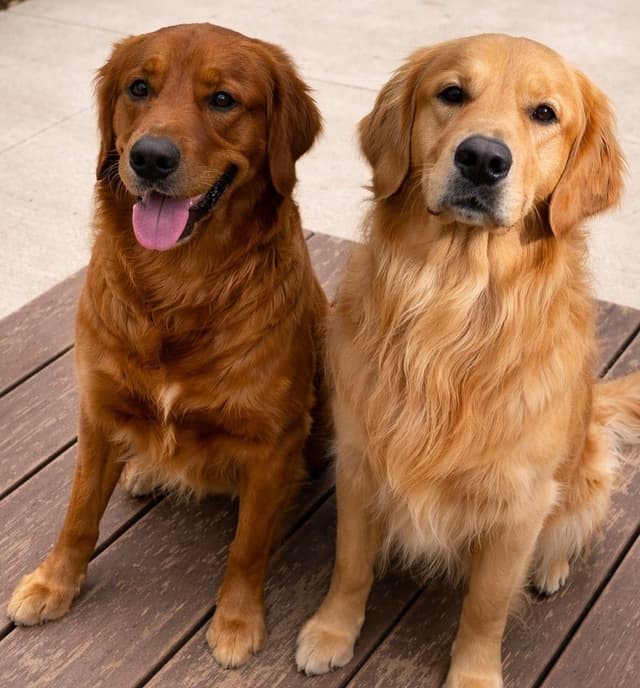 Golden Retriever Puppies media 2