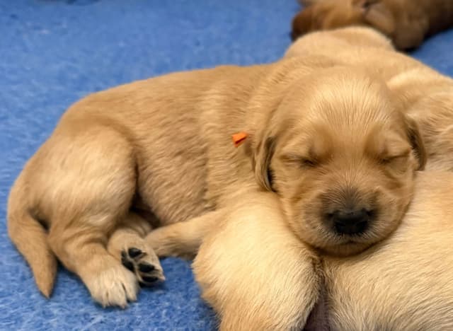 Golden Retriever Puppies media 4