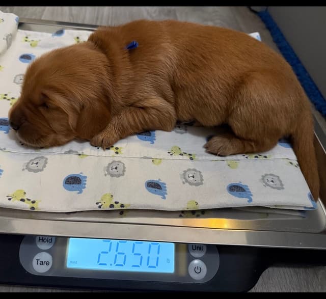 Golden Retriever Puppies media 5
