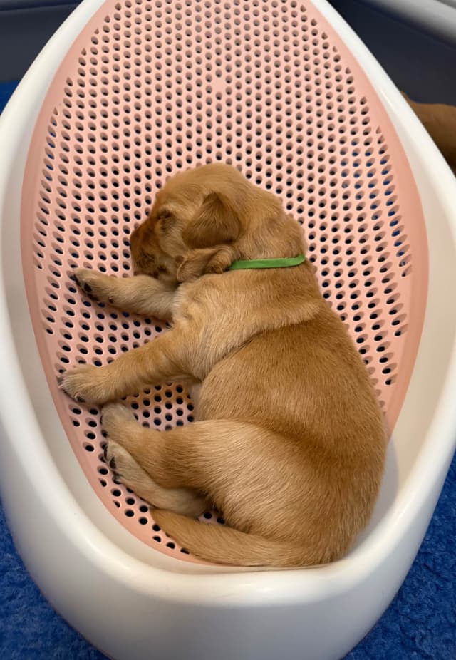 Golden Retriever Puppies media 6