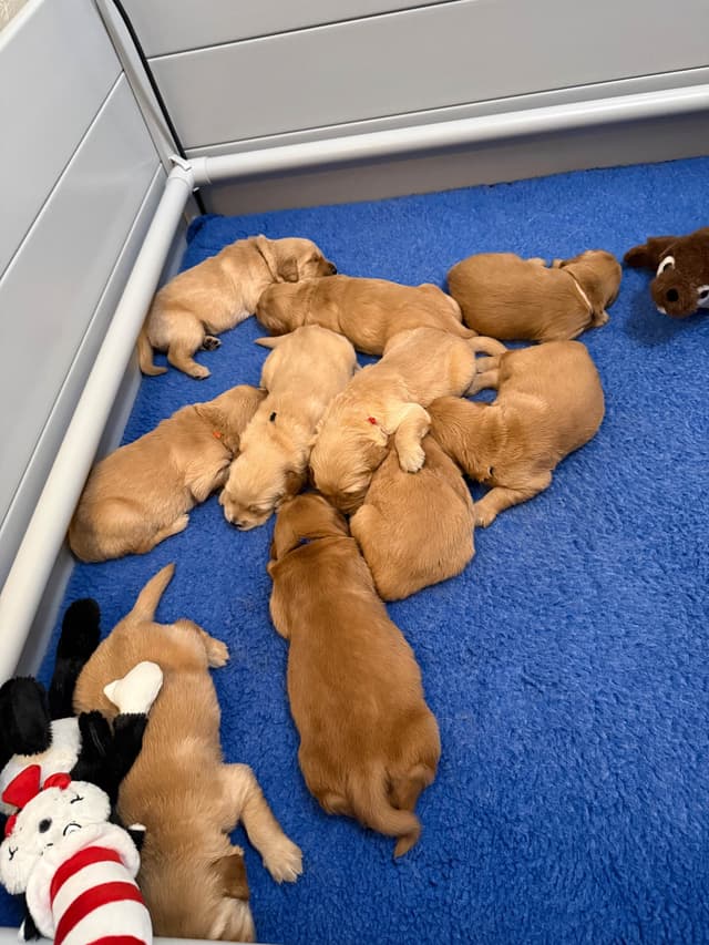 Golden Retriever Puppies media 7