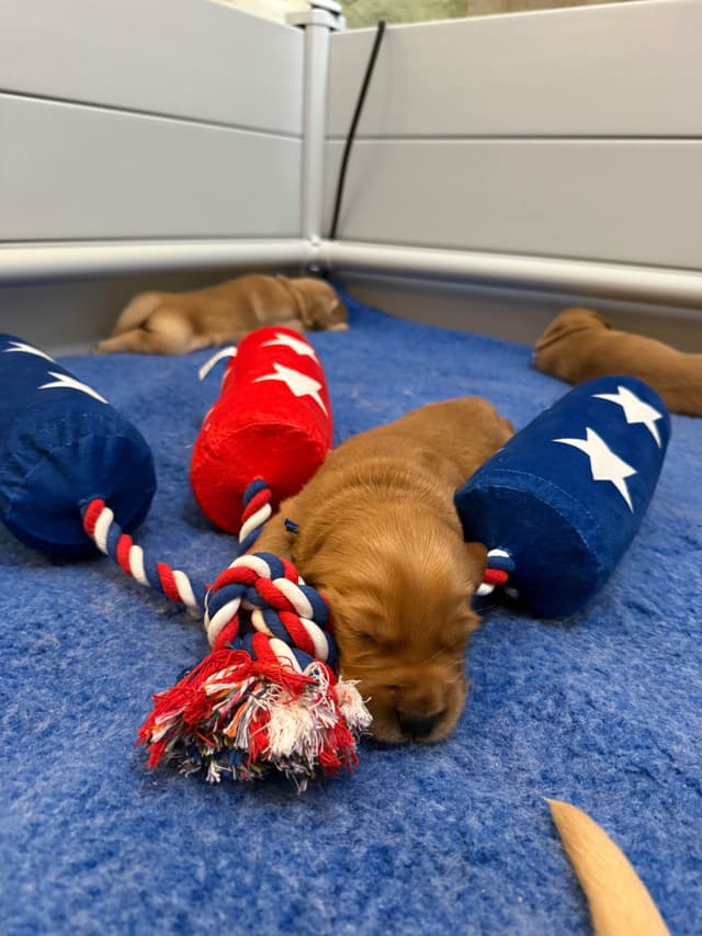Golden Retriever Puppies media 8