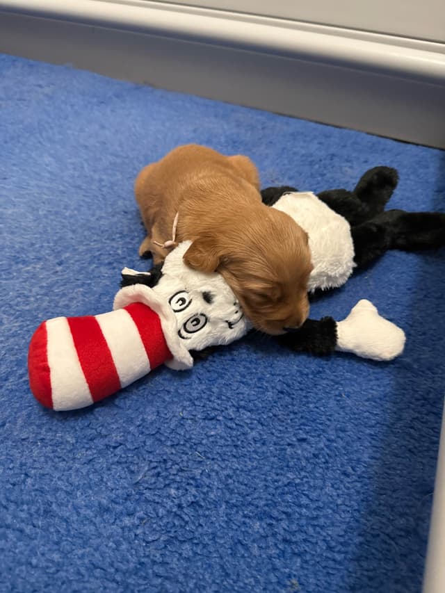 Golden Retriever Puppies media 9