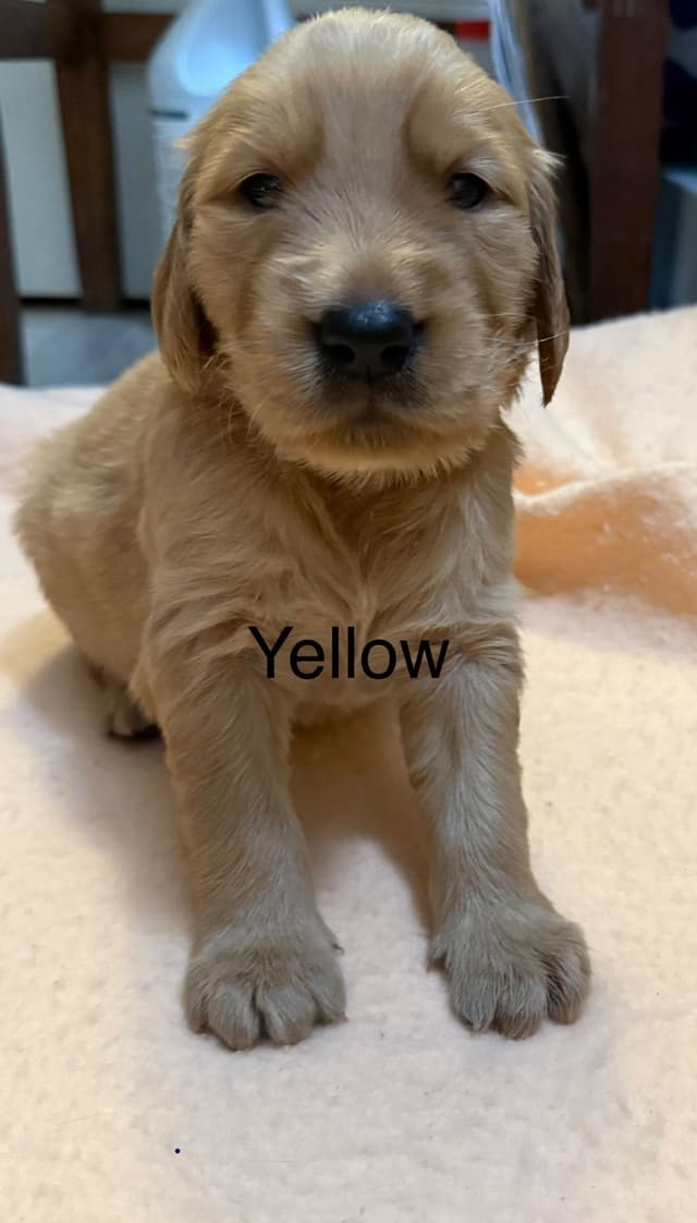 Golden Retriever Puppies media 10