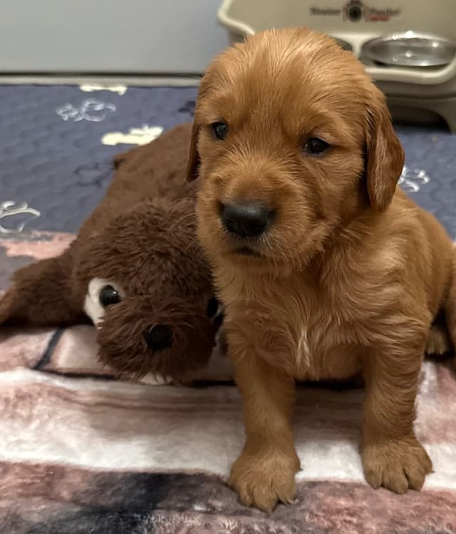Golden Retriever Puppies media 11