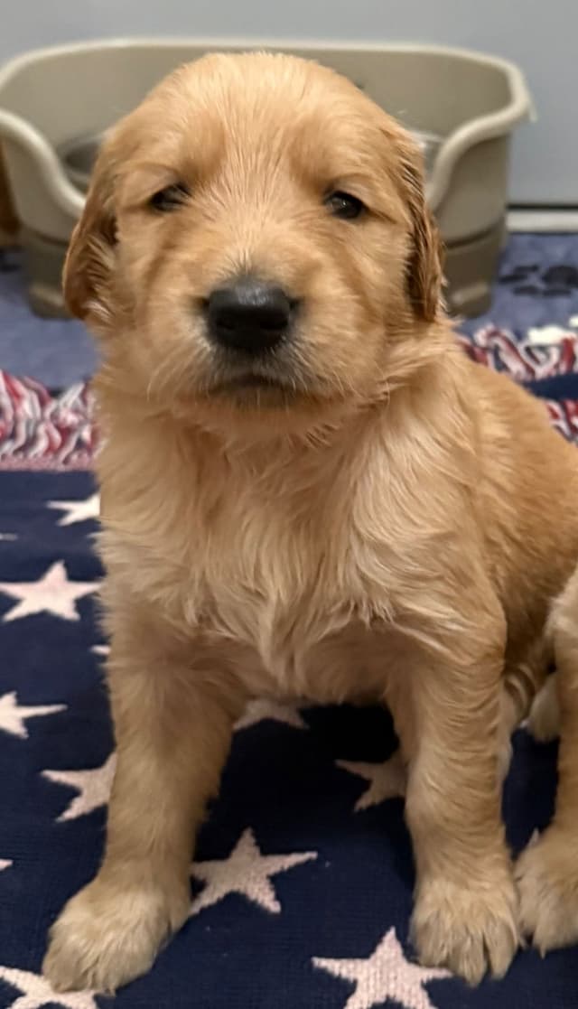 Golden Retriever Puppies media 12