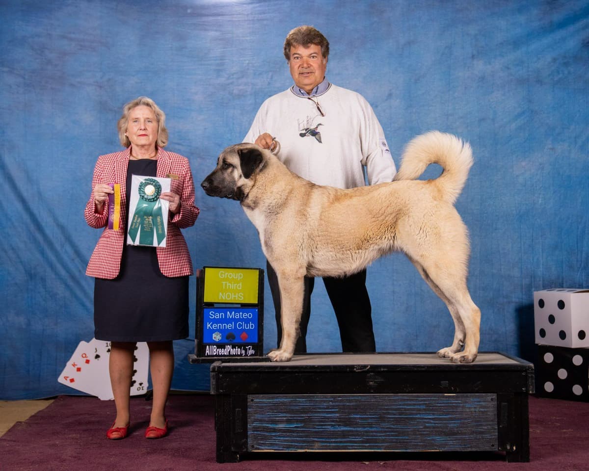 Thakeb Anatolian Shepherd Puppies breeder image 1