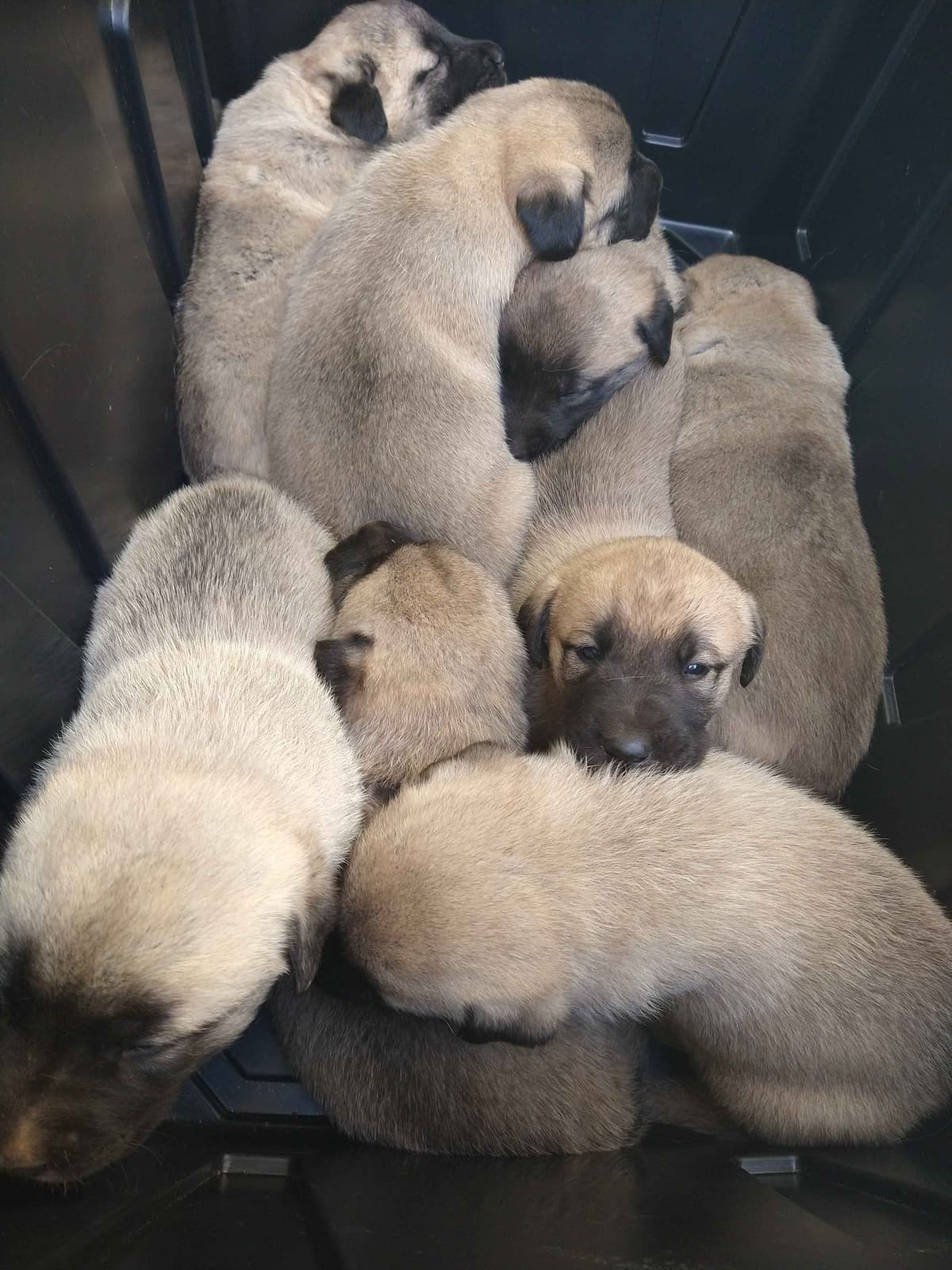 Thakeb Anatolian Shepherd Puppies breeder image 2