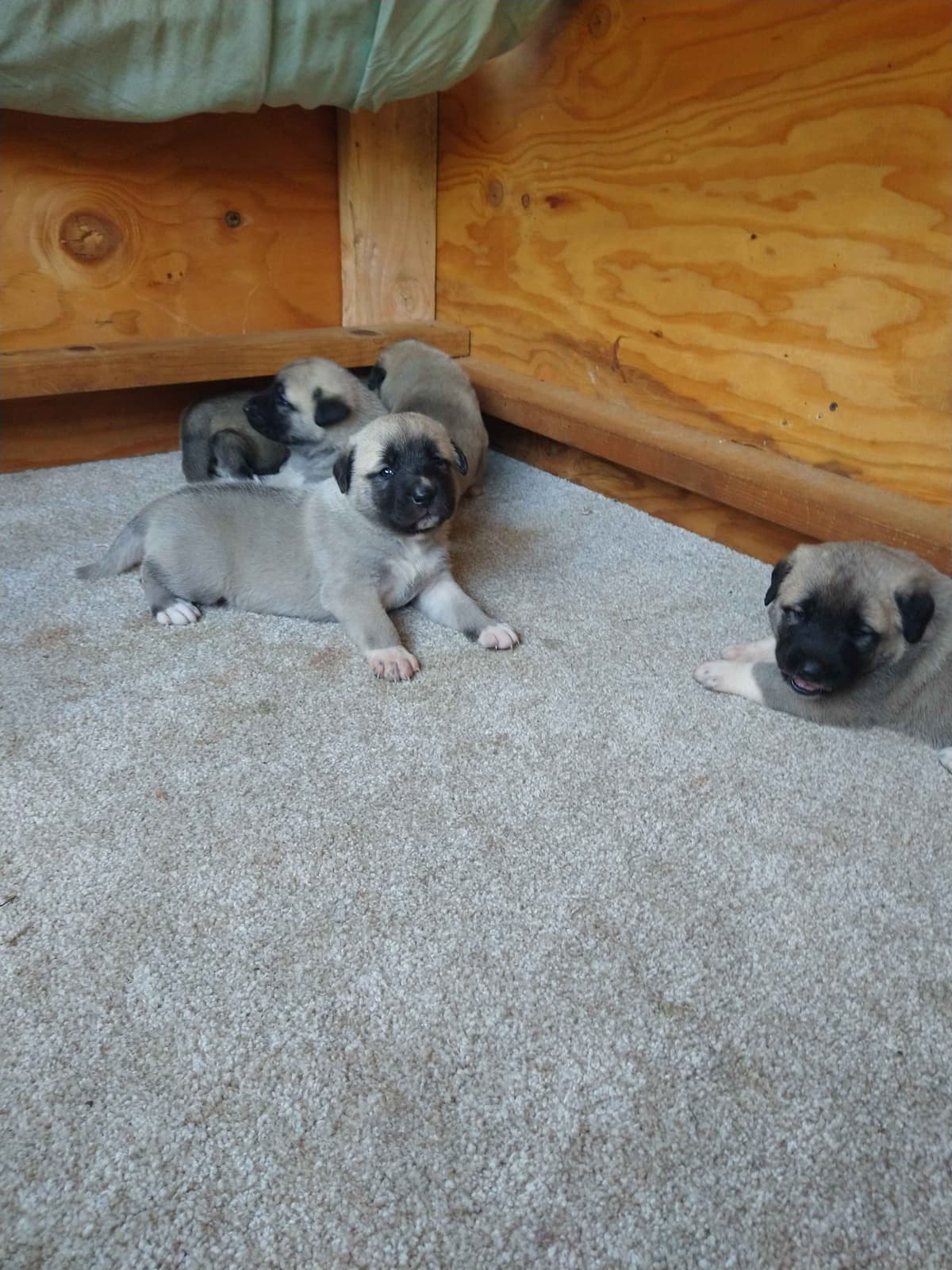 Thakeb Anatolian Shepherd Puppies breeder image 3