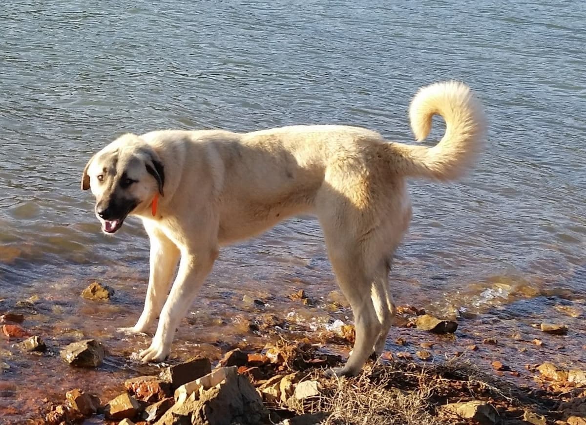 Thakeb Anatolian Shepherd Puppies breeder image 4