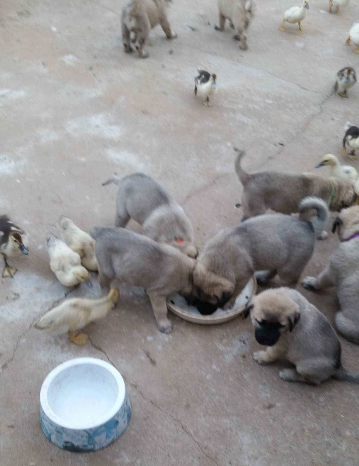 Thakeb Anatolian Shepherd Puppies breeder image 5