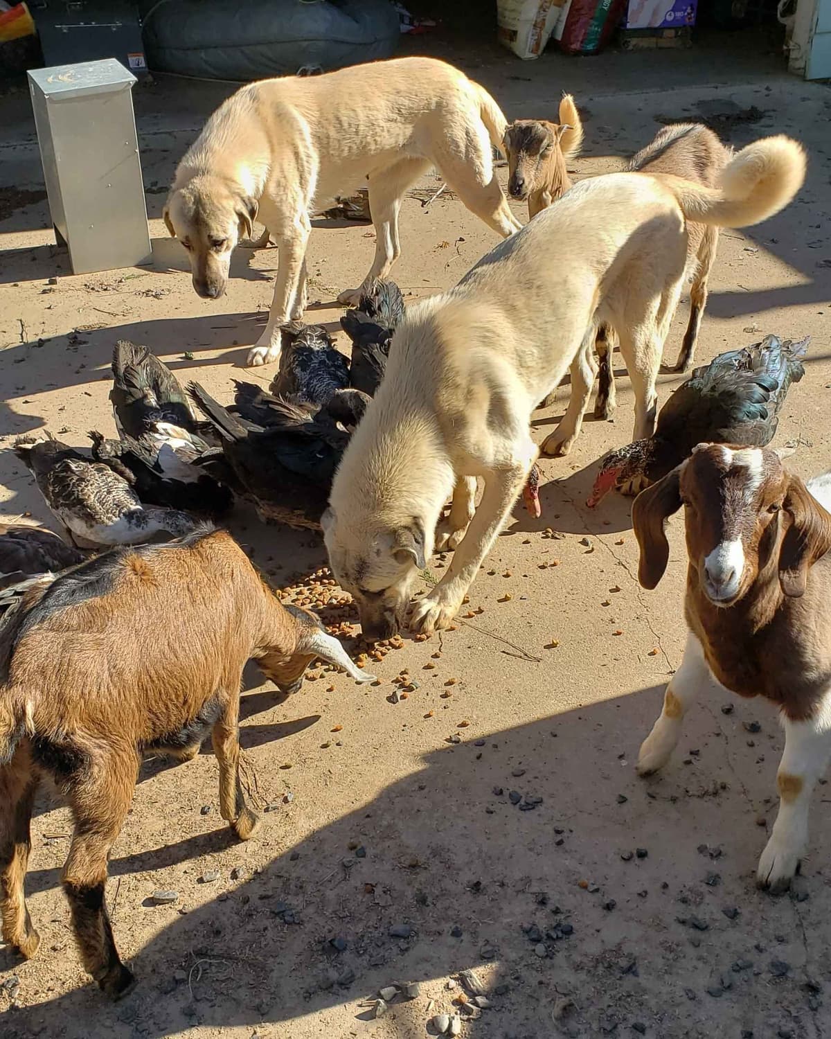 Thakeb Anatolian Shepherd Puppies breeder image 6