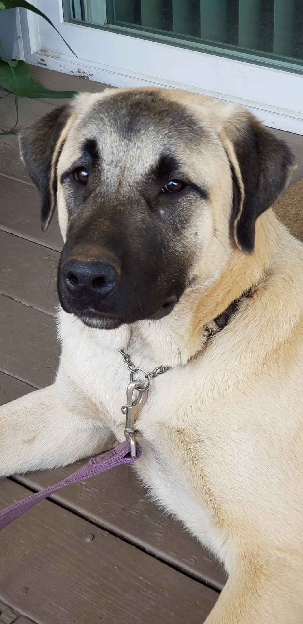 Thakeb Anatolian Shepherd Puppies breeder image 7