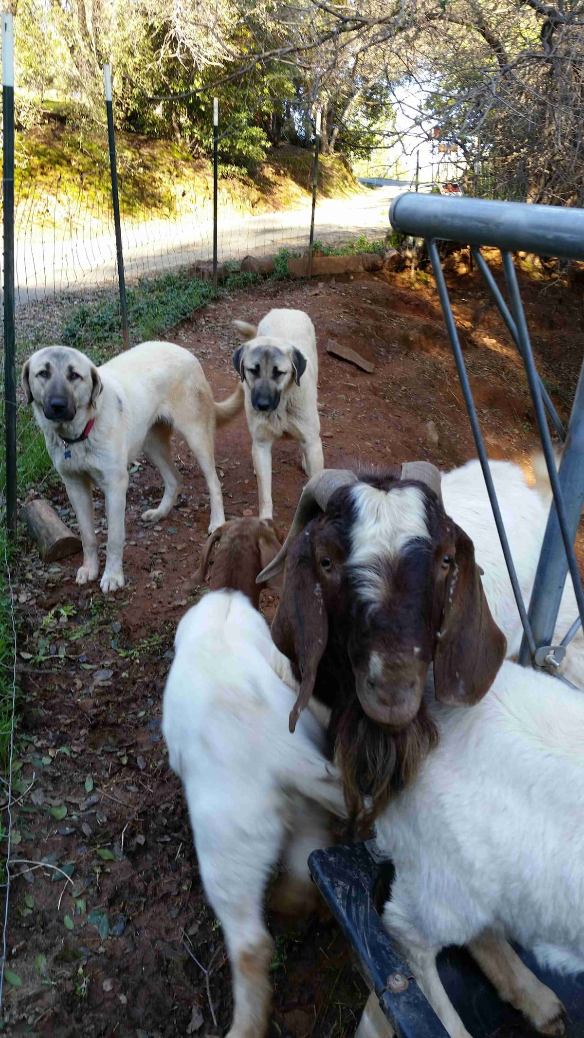 Thakeb Anatolian Shepherd Puppies breeder image 8