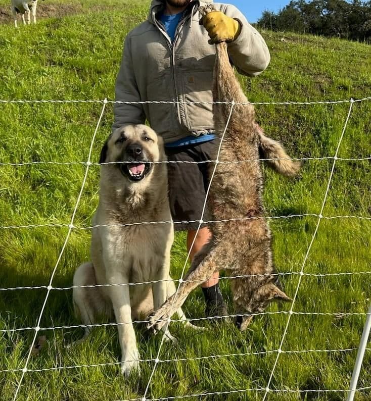 Thakeb Anatolian Shepherd Puppies breeder image 9