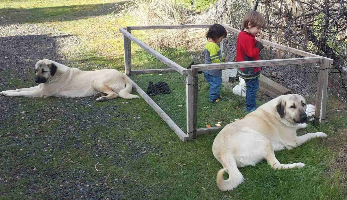 Thakeb Anatolian Shepherd Puppies breeder image 13