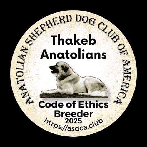 Thakeb Anatolian Shepherd Puppies breeder image 14
