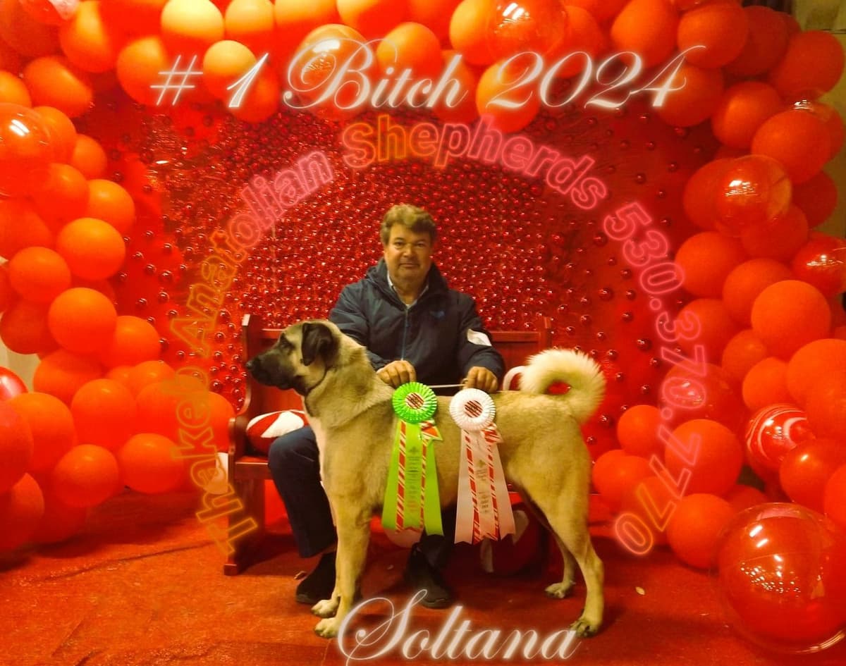 Thakeb Anatolian Shepherd Puppies breeder image 19