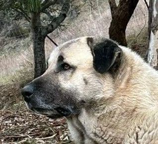 Thakeb Anatolian Shepherd Puppies breeder image 22