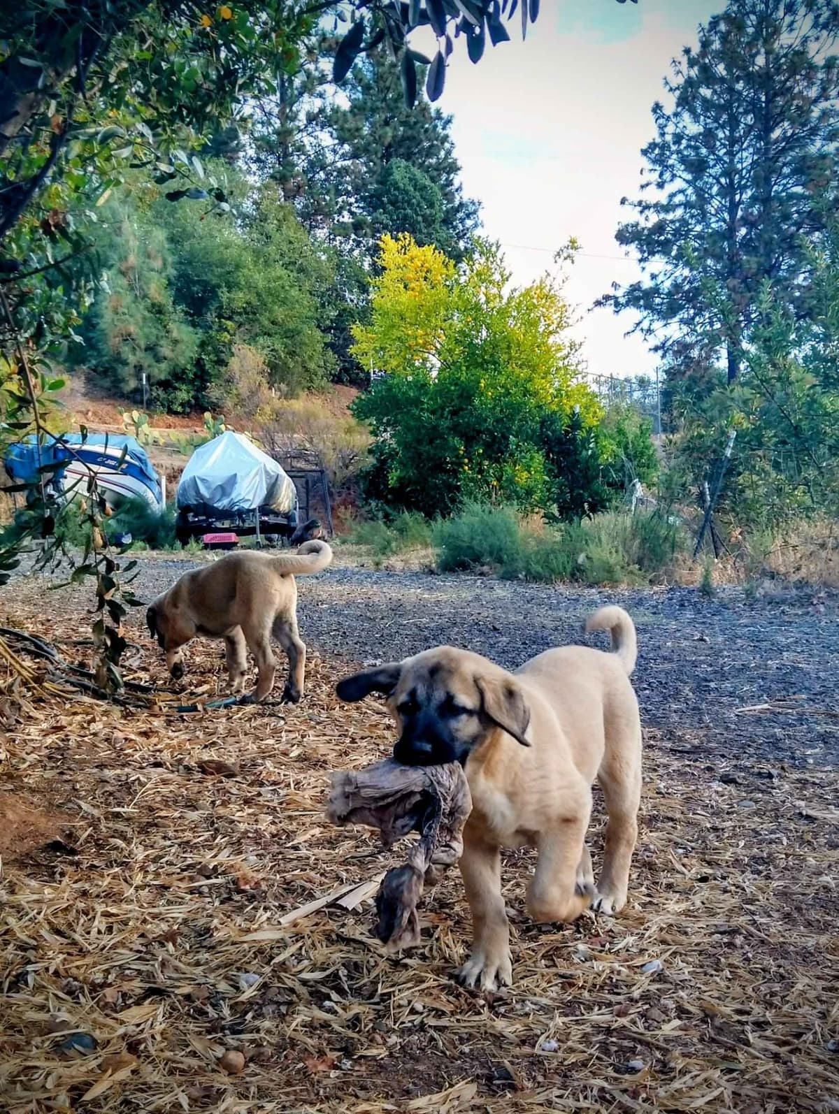 Thakeb Anatolian Shepherd Puppies breeder image 25
