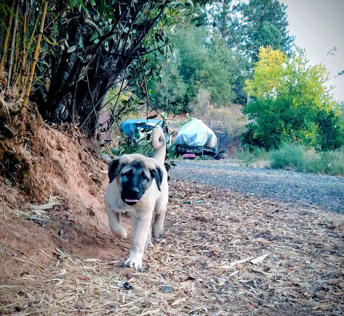 Thakeb Anatolian Shepherd Puppies breeder image 24