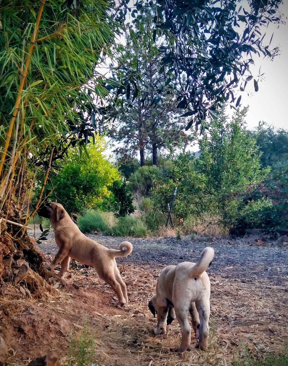 Thakeb Anatolian Shepherd Puppies breeder image 26